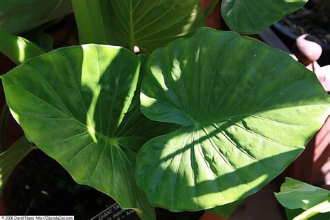 Giant Taro: Edibility, Uses And Cultivation | ForagingGuru