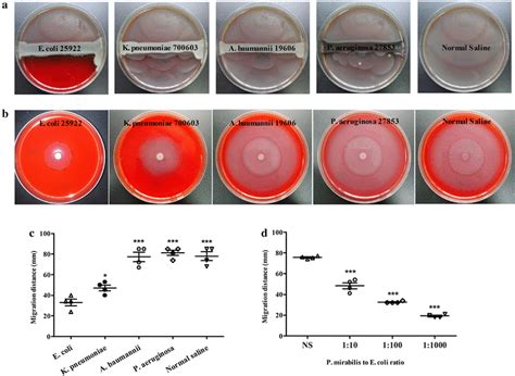 E. coli inhibited P. mirabilis swarming. a Swarming of P. mirabilis was ...