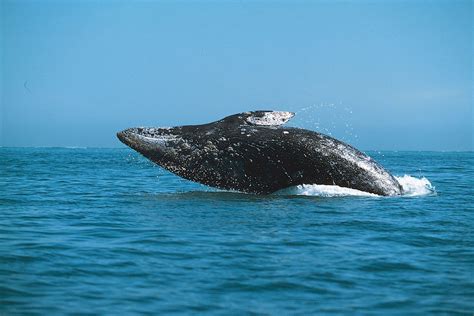 Gray whale | Migration, Feeding Habits & Conservation | Britannica