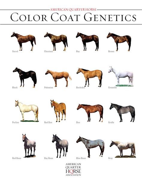 Quarter Horse Coat Color Genetics | Horse coat colors, Quarter horse ...