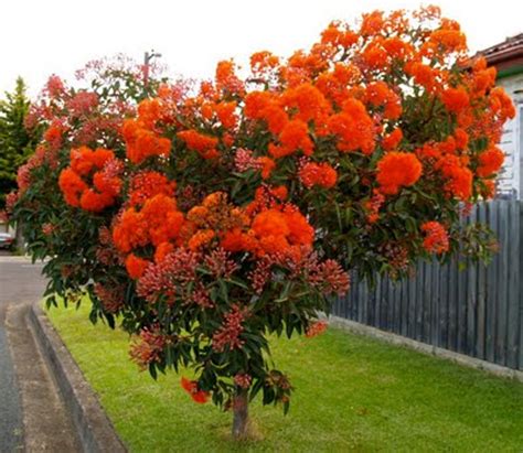 Corymbia ficifolia buy online | WA red flowering gum | tree