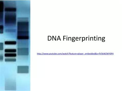 PPT - DNA Fingerprinting PowerPoint Presentation, free download - ID:2557863