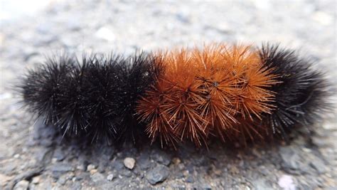 Photo Friday: Black, Orange, and Fuzzy All Over - FISHBIO | Fisheries ...