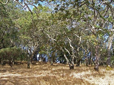 California oak woodland - Wikipedia