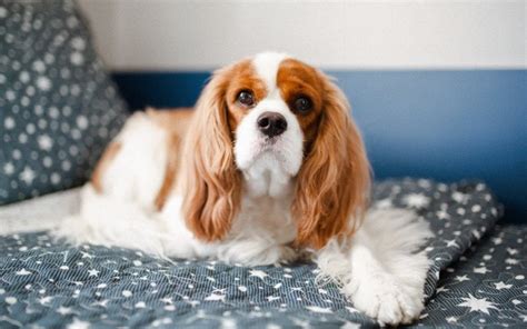 10 Common Cavalier King Charles Spaniel Health Issues to Look For | Hepper