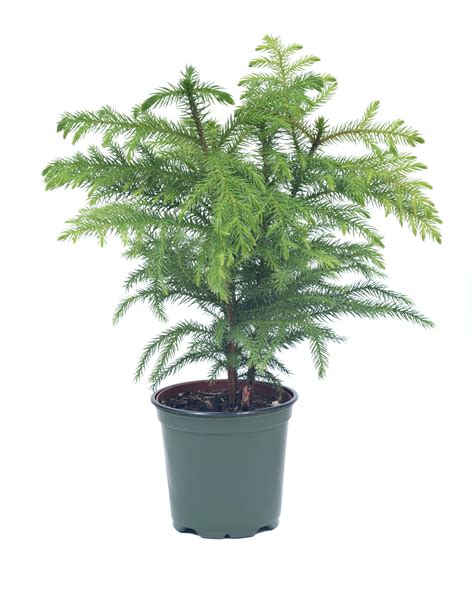 How To Grow Norfolk Island Pine Plants Indoors | Apartment Therapy