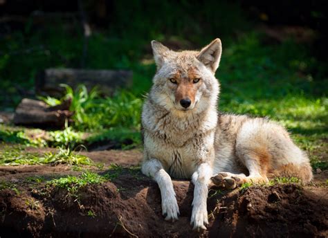 Eastern wolves and grey wolves evolved separately - Earth.com