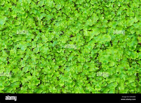 Green plant ground cover Stock Photo - Alamy