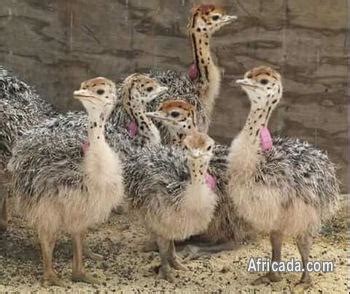 Ostrich chicks and eggs Now | Livestock / Poultry for sale in Louis ...