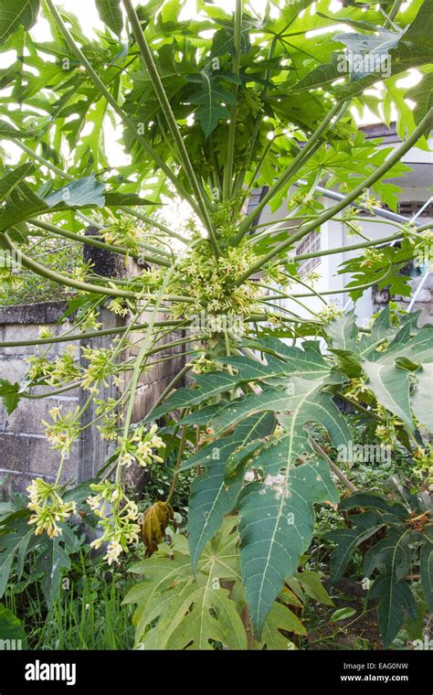 male papaya tree with its flowers Stock Photo - Alamy