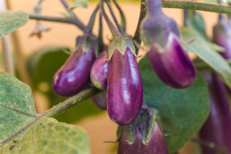 Aubergine varieties: different types of eggplant - Plantura