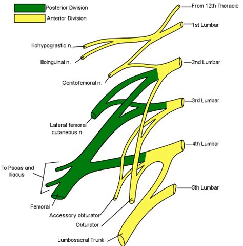 Spinal Nerves | Boundless Anatomy and Physiology