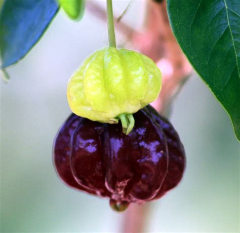 Surinam Cherry / Pitanga #6: ZILL DARK #1 | This variety is … | Flickr