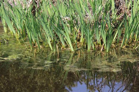 Pond Weeds: Friend or Foe? | Jackson County ANR Blog