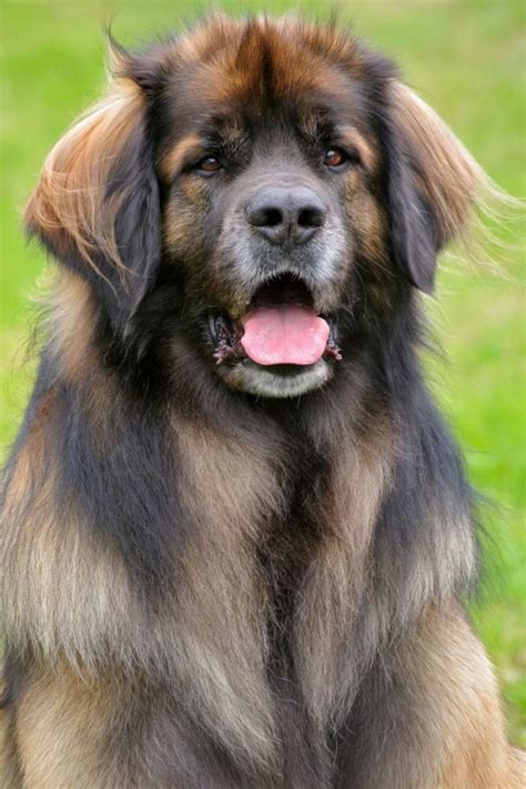 look at that beautiful Leonberger face | Leonberger dog, Dog names ...