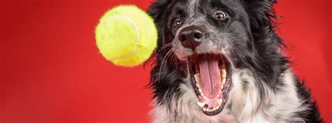 Does your dog have a toxic relationship with tennis balls? | ManyPets