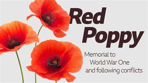 What do the different coloured poppies mean? - BBC Newsround