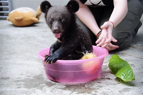 The many (adorable) faces of Smudge the moon bear | Cute | Earth Touch News