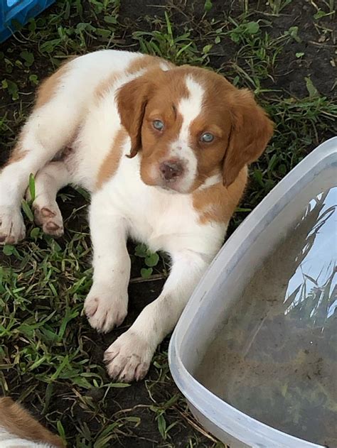 Bird Dog Puppies Ready to Go - 2CoolFishing