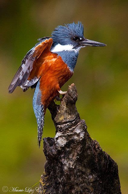 Martin Pescador | Nature birds, Kingfisher, Pet birds