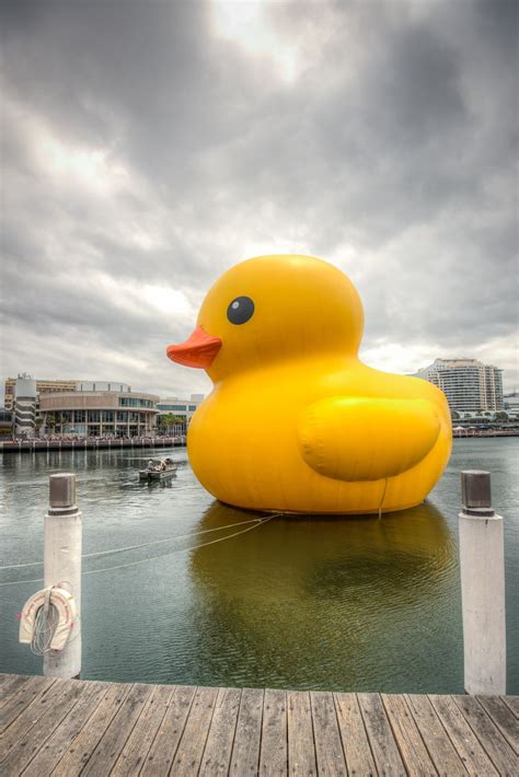 Giant Rubber Duck sculpture by Florentijn Hofman Duck Art, Duck Duck, Funny Duck, Quack Quack ...