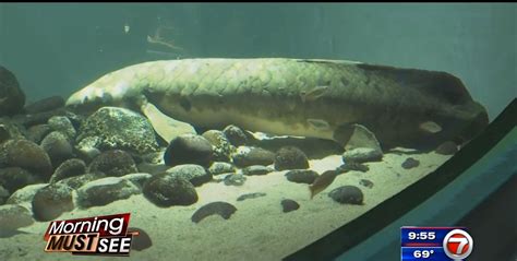 Meet Methuselah, the oldest living aquarium fish - WSVN 7News | Miami ...