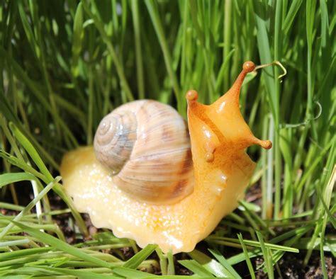 Cute Snail Tentacle Figurine Flower Pot Zen Garden Decor - Etsy