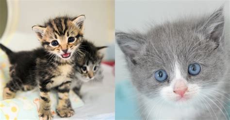 Help Save and Care for Orphaned Kittens! – Freekibble