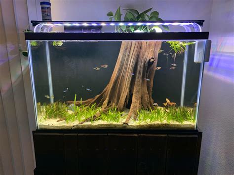 My 29 gallon still a work in progress : r/Aquariums