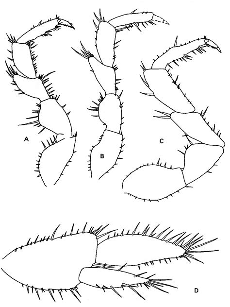 Figure 1 from A revision of North American epigean species of Asellus ...