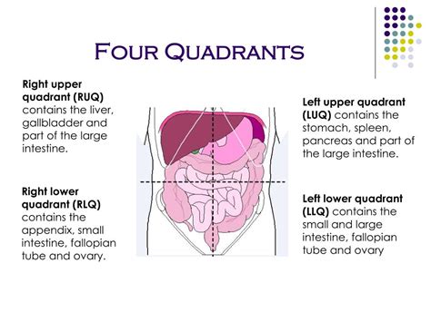 Organs In The Body Quadrants : Organs in 9 Abdomen Regions | New Health ...