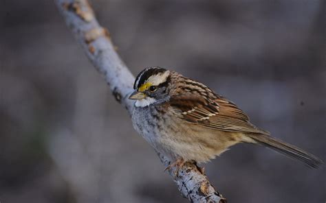 White-throated Sparrow | Audubon Field Guide