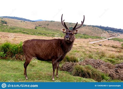 Sambar Deer Horton Plains National Park, Sri Lanka Stock Image - Image ...