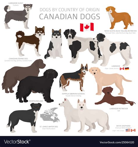 Dogs country origin canadian dog breeds Royalty Free Vector