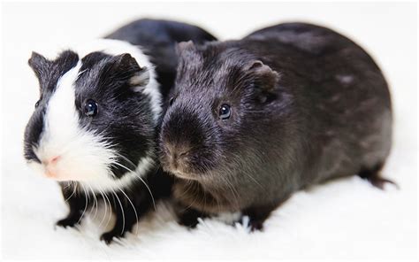 Black And White Guinea Pig Names - 250 Awesome Idea