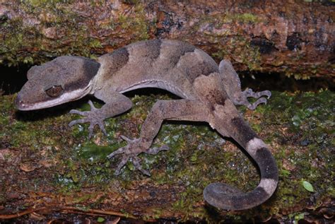 The Knight and the King: two new species of giant bent-toed gecko (Cyrtodactylus, Gekkonidae ...