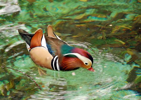 Dosya:Mandarin Duck (Aix galericulata).jpg - Vikipedi