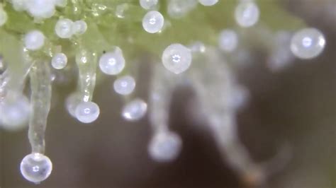 Trichomes on Day 66 of flower - 1000x magnification - YouTube