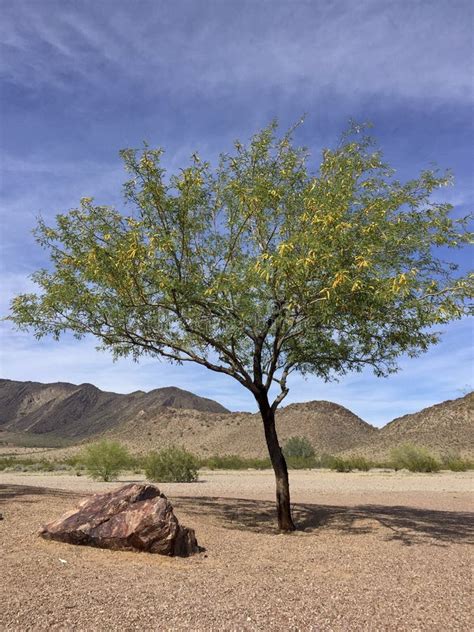 Arizona Mesquite Tree in Desert Backyard Stock Image - Image of nature, mountain: 51904657