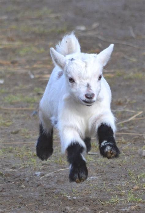 PsBattle: A jumping baby goat : r/photoshopbattles