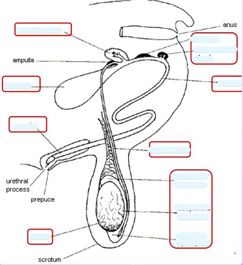 Male anatomy 2 Diagram | Quizlet