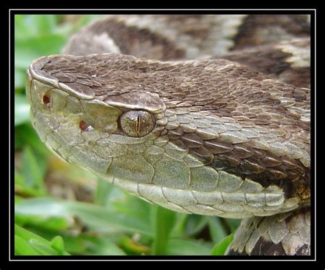 Photo Bothrops jararaca by Daniel Loebmann - nature, macro and close-up ...