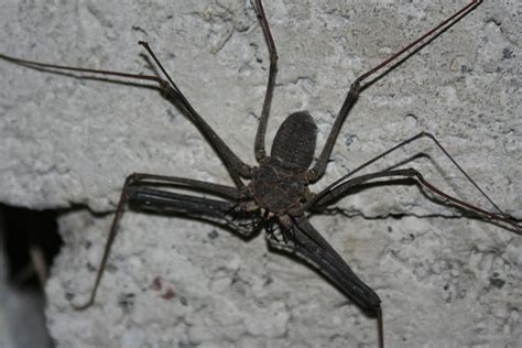 Pin on Spiders and Their Webs