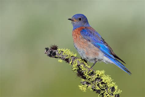 Birds: Western Bluebird