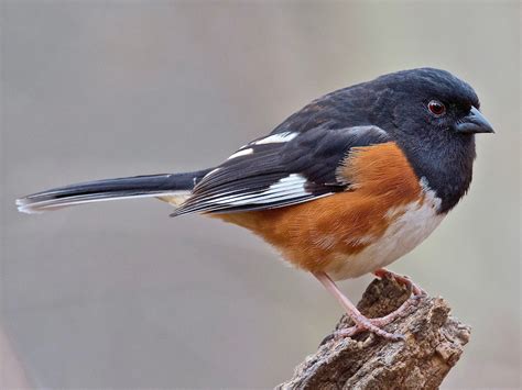 Eastern Towhee - eBird