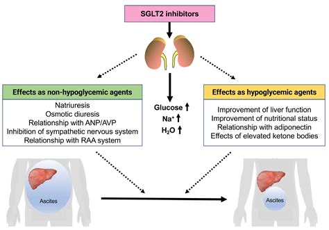 JCM | Free Full-Text | The Effects of SGLT2 Inhibitors on Liver ...