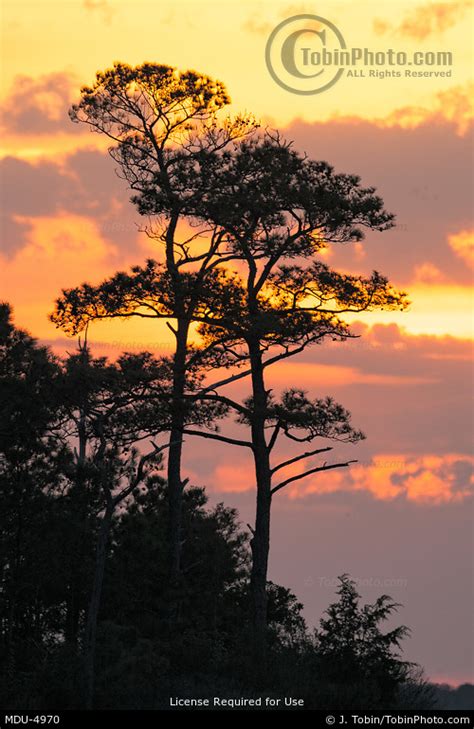 Pine Trees & Sunset Clouds