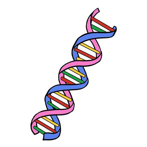 how to draw dna strand - Lane Kessler