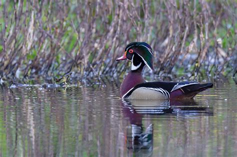 Indiana Dunes Self-Guided Birding Tour | Indiana Dunes