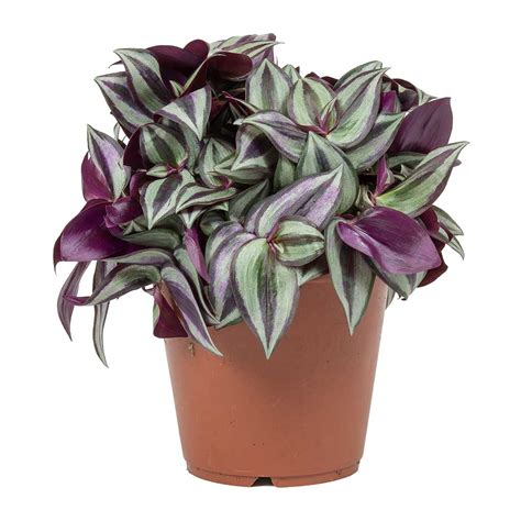 Tradescantia zebrina indoor plants - Wandering Jew | Hortology.co.uk